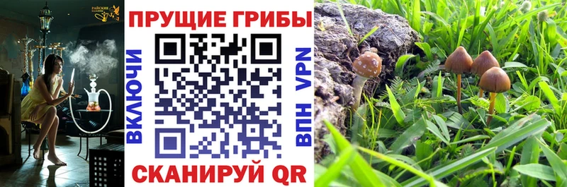 Галлюциногенные грибы Psilocybine cubensis  цена наркотик  Суворов 